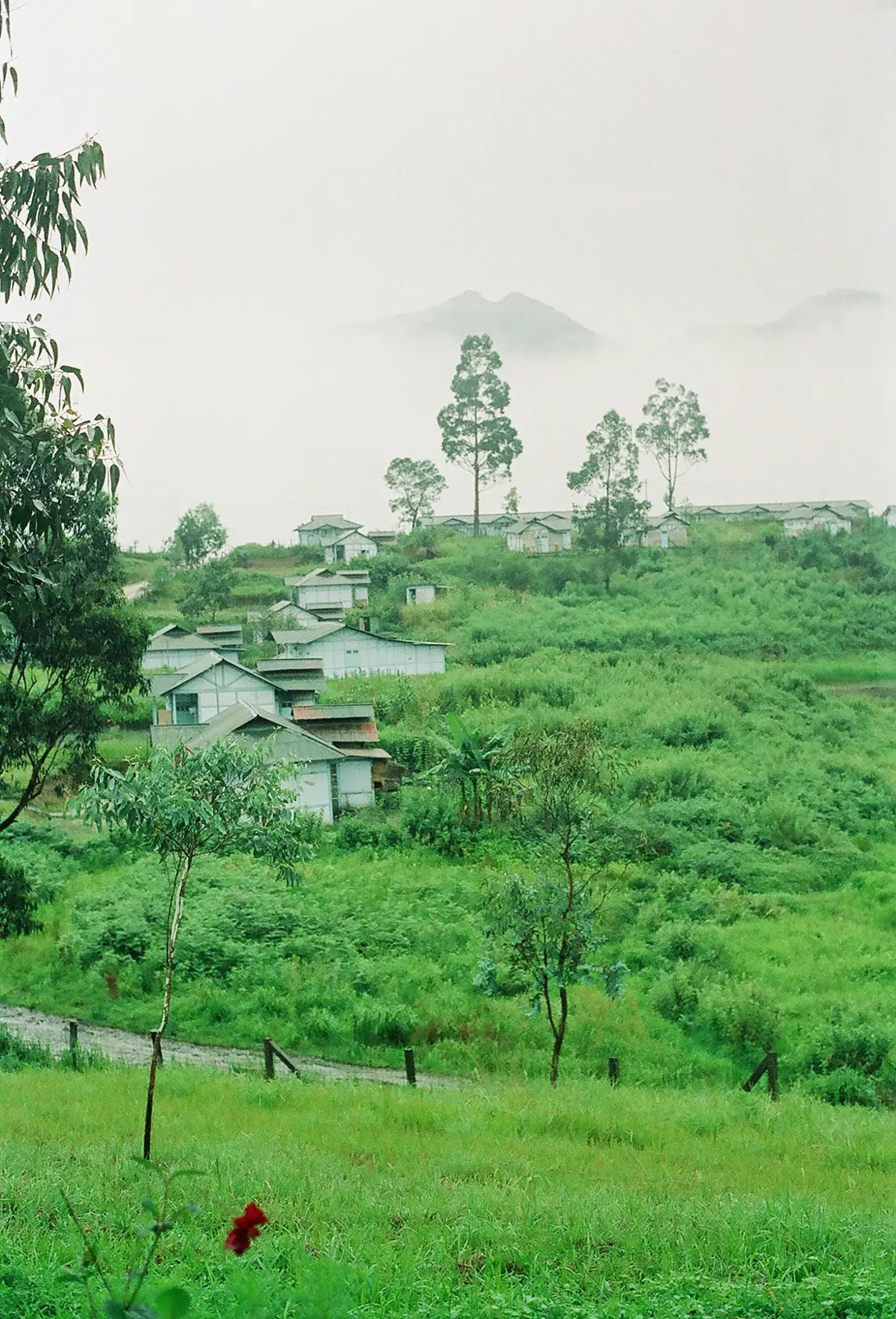 Houses on the green hillside at Anini, headquarters of Dibang Valley district, Arunachal Pradesh