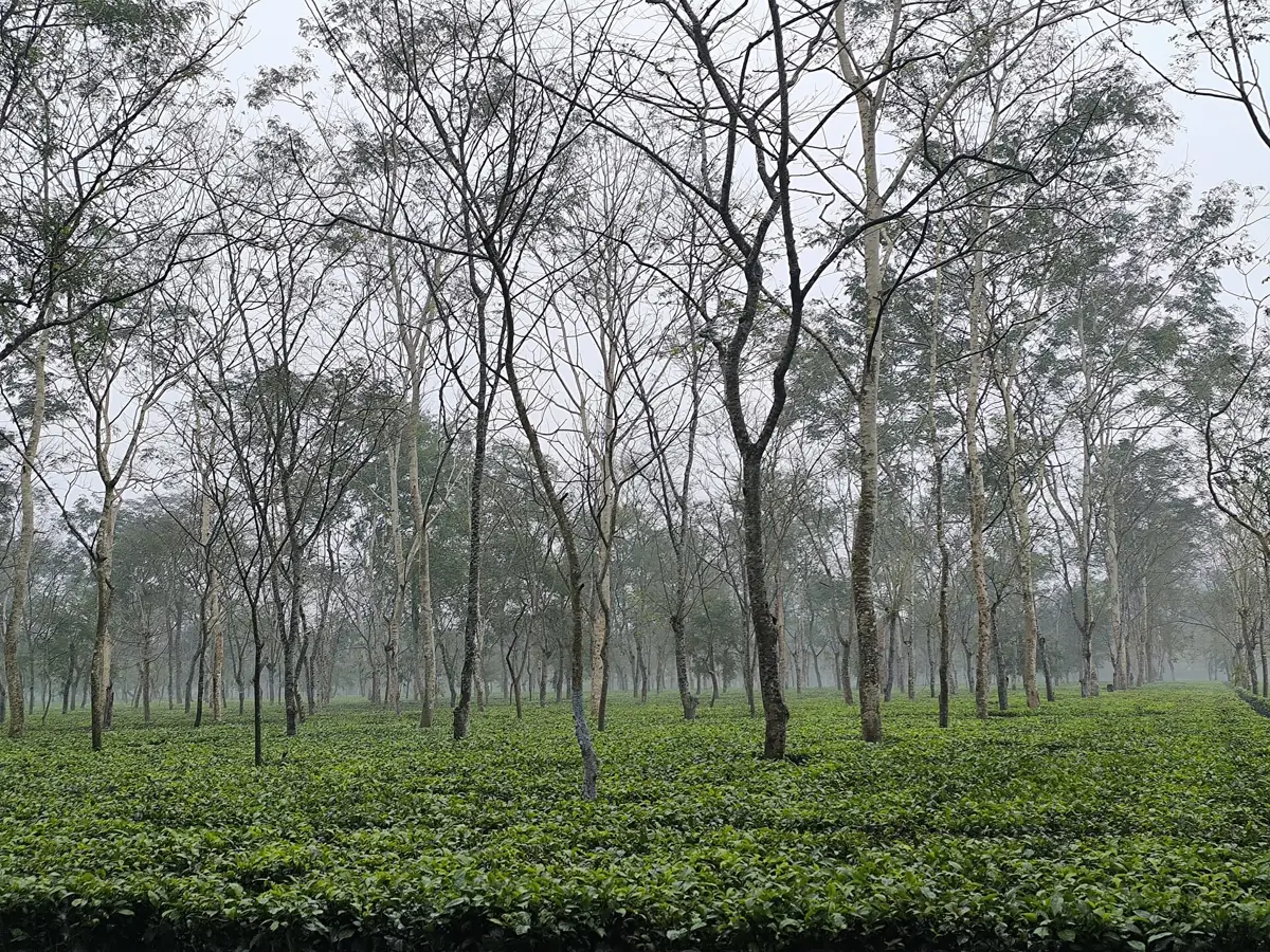 Tea garden near Dibrugarh, Upper Assam